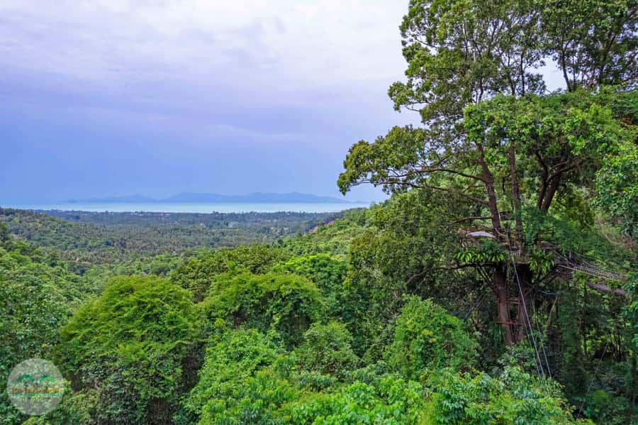 From Koh Samui: Tree Bridge Zipline and Café Experience - The 2-Hour Zipline Loop: Safety Brief, Training, and 8 Cables