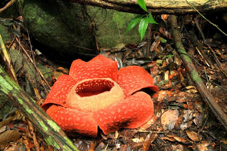 From Krabi: 2-Day Khao Sok Jungle Safari with Overnight Stay - Krabi to Khao Sok: the drive that sets the pace