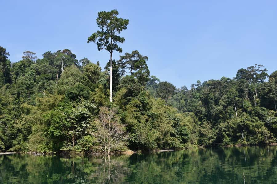 From Krabi: Cheow Lan Lake Cruise and Khao Sok Jungle Hike - Key points before you go
