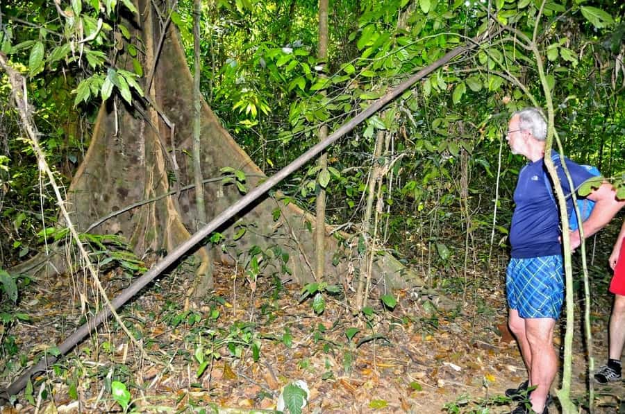 From Krabi: Cheow Lan Lake Cruise and Khao Sok Jungle Hike - Guides and the human touch: Tuk Tuk, Audi, and why personalities matter