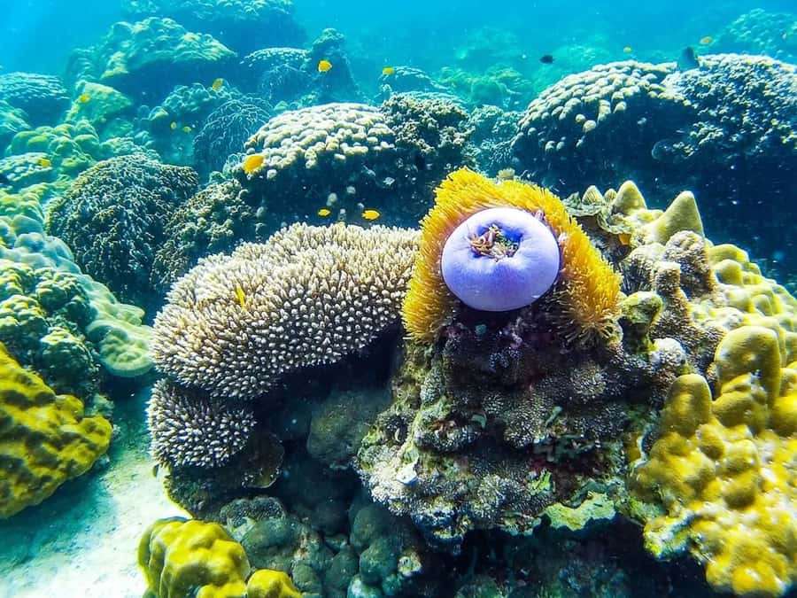 From Krabi: Phi Phi Islands Small Group Tour - Key Points Worth Knowing Before You Go