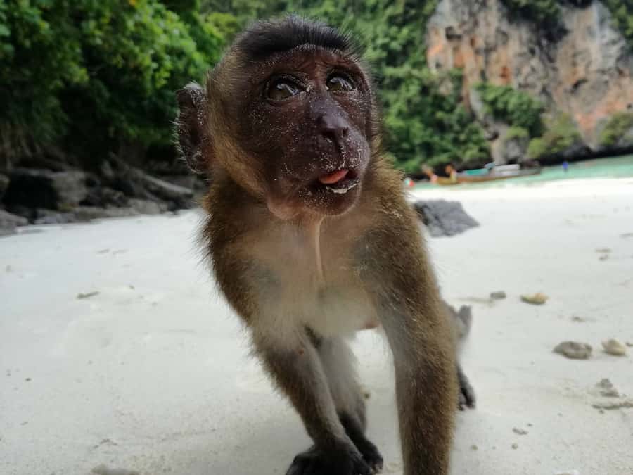 From Krabi: Phi Phi Islands Small Group Tour - The Guide Makes the Difference: Hat, At, and a Camera-Ready Day