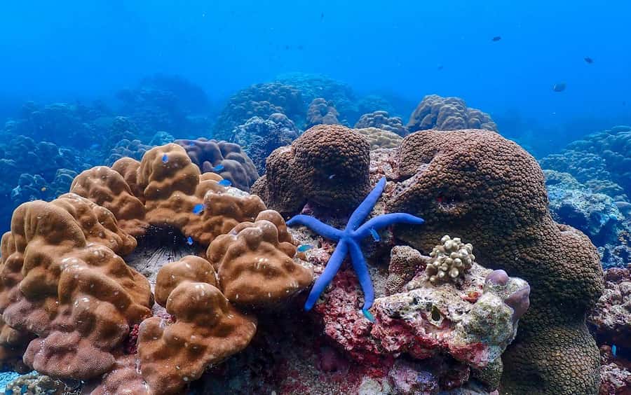 From Krabi: Surin Islands Snorkeling Tour w/ Meals - Price and Logistics: Is $173 Worth It (With the National Park Fee Added)?