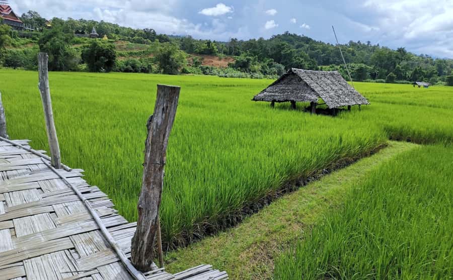 From Pai: Private Mae Hong Son Highlights Car Tour - Su Tong Pae Bamboo Bridge: A Short Walk, Strong Photo Payoff