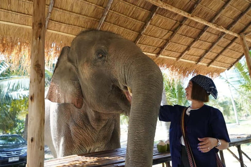 From Pattaya: Living Green Elephant Sanctuary Day Trip - Key things to know before you go