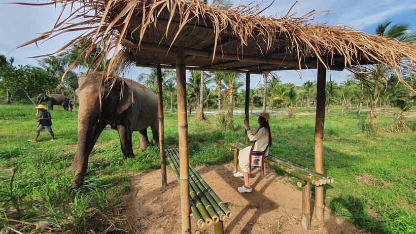 From Pattaya: Living Green Elephant Sanctuary Day Trip - Mo Hom clothing and the pre-elephant briefing that changes everything