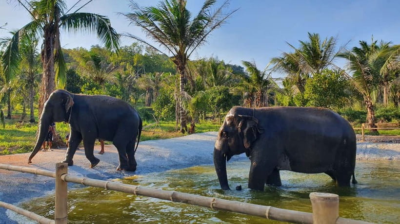 From Pattaya: Living Green Elephant Sanctuary Day Trip - Guides, group size, and how the day feels on the ground