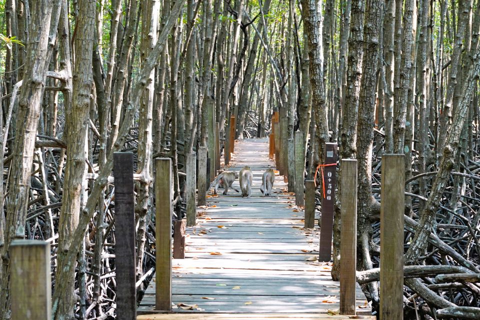 From Pattaya: Rayong Adventure Hike and Kayak Day Trip - Tung Prong Thong: mangrove walk with golden light