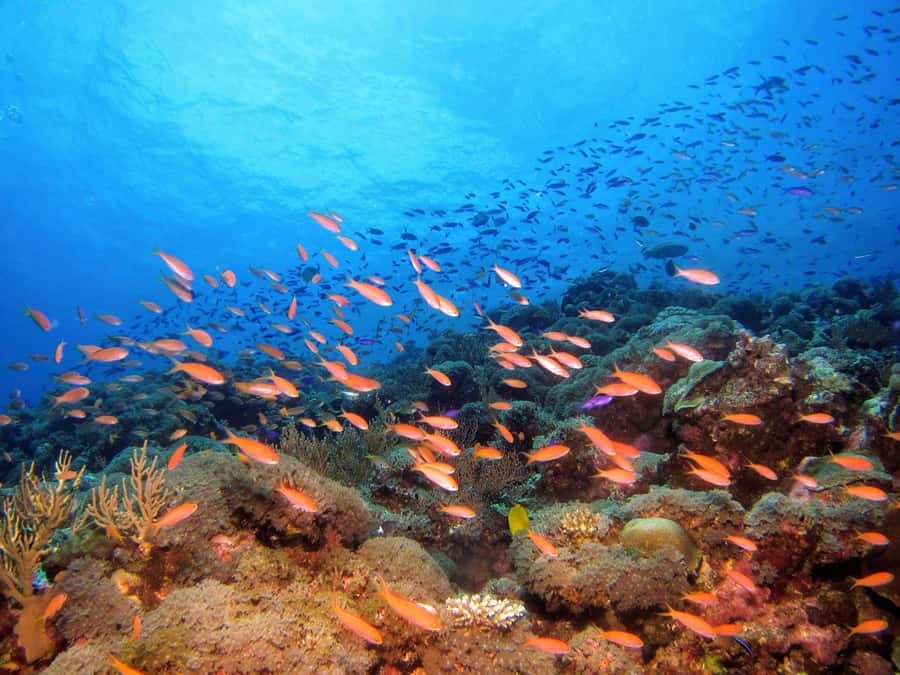 From Pattaya: Snorkeling or Beginner Scuba Diving Tour - Getting the Most Out of Your First Day Underwater