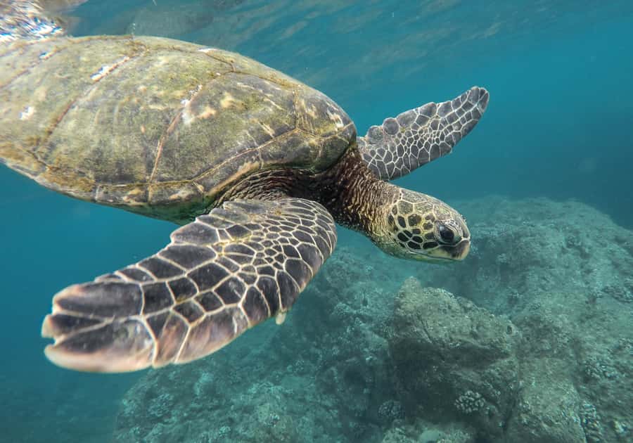 From Pattaya: Snorkeling or Beginner Scuba Diving Tour - What Happens Before You Go Under: Safety First, Then Fun