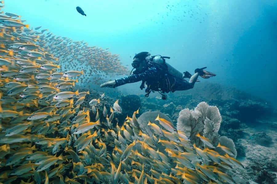 From Phi Phi: Beginner Scuba Diving Day Trip with 2 Dives - The one logistics step that can make or break your trip