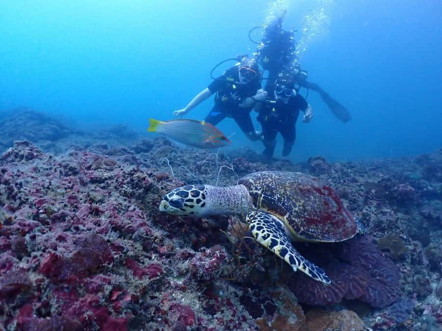From Phi Phi: Beginner Scuba Diving Day Trip with 2 Dives - Your two underwater sessions: what happens at the sites