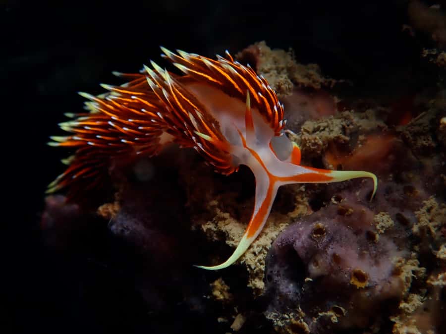From Phi Phi: Beginner Scuba Diving Day Trip with 2 Dives - Who should book this Phi Phi beginner scuba trip