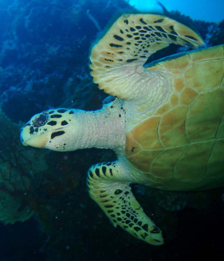 From Phi Phi: Beginner Scuba Diving Day Trip with 2 Dives - Should you book this beginner scuba on Phi Phi?