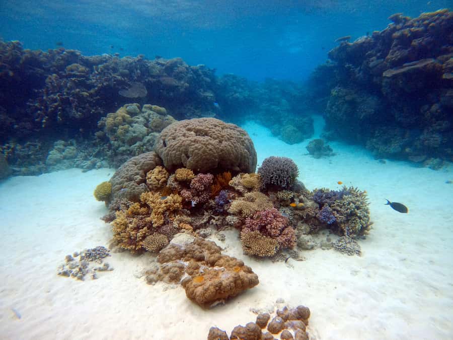 From Phi Phi : Full Day tour by Speed Boat with Lunch - Meeting at McDonald’s Koh Phi Phi and the pace you should expect