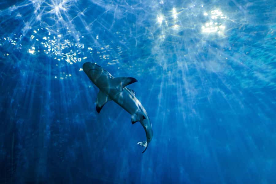 From Phi Phi : Full Day tour by Speed Boat with Lunch - Maya Bay from the water: why you’re really there