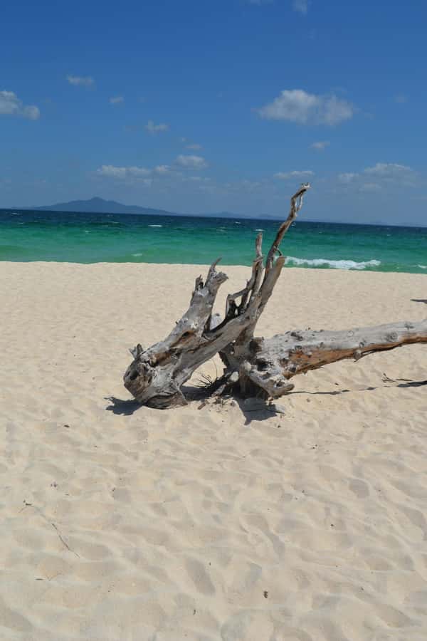 From Phi Phi : Full Day tour by Speed Boat with Lunch - Shark Point: blacktip reef sharks and the kind of guidance that matters