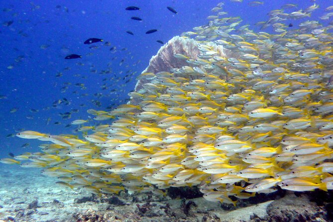 From Phi Phi: Half Day Discover Scuba (2 Dives) - Lunch, Coffee, and the In-Between Time That Makes the Day Feel Doable