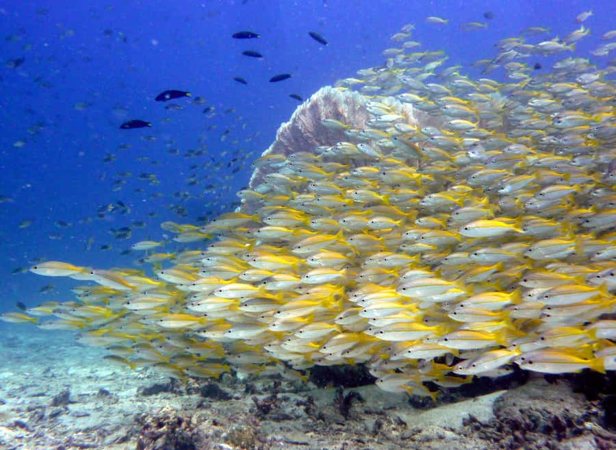 From Phi Phi: Half-Day Trip for Certified Divers (2 Dives) - Ko Phi Phi Le break time: lunch on board and real recovery between sessions