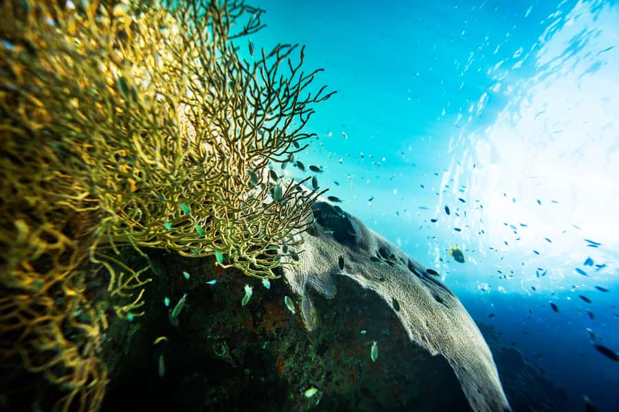 From Phi Phi: Half-Day Trip for Certified Divers (2 Dives) - Boat options: Dory vs longtail Georgie (and how to choose)