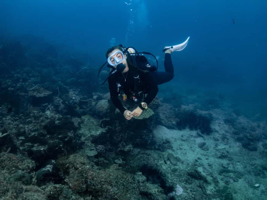 From Phi Phi: Half-Day Trip for Certified Divers (2 Dives) - Who should book this, and who should choose something else