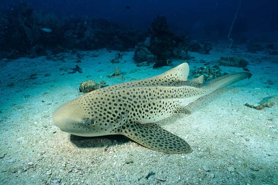 From Phi Phi: Half-Day Trip for Certified Divers (2 Dives) - Meeting point: Siam Commercial Bank next to Phi Phi Pier