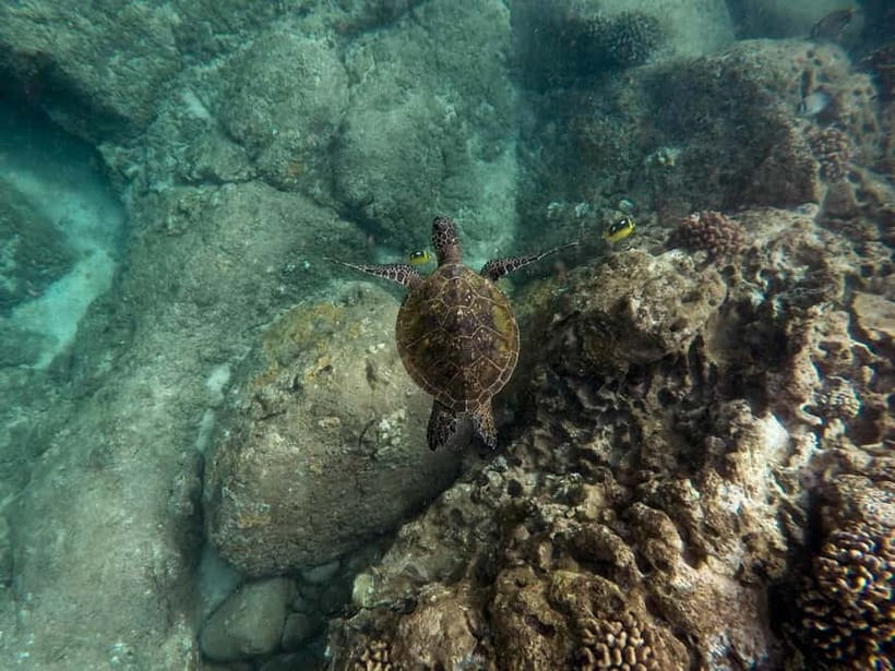 From Phi Phi : Maya Bay snorkeling trip by Speed Boat - Price and Value: What $48 Really Buys (Plus the Park Fee Reality)