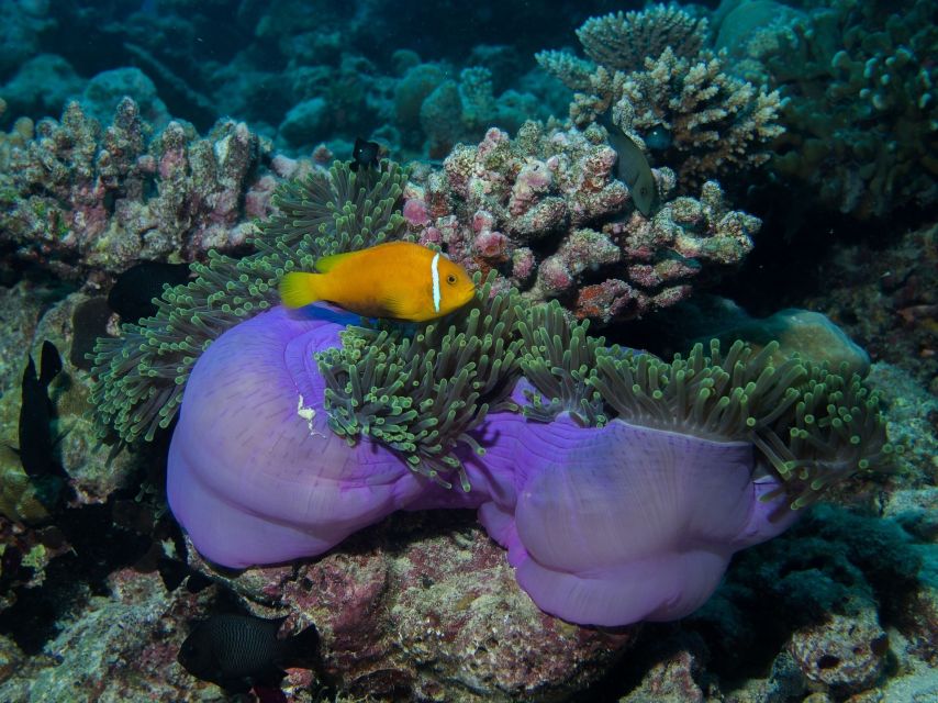 From Phi Phi: Private Full-Day Speed Boat Charter - Sunset return: planning your last photos and last swim