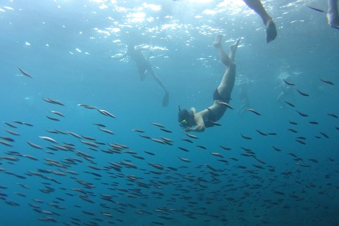 From Phi Phi: Sunrise & Beat The Crowds to Maya Bay by Speedboat - Monkey Beach: Fun to See, But Treat It Like Wildlife