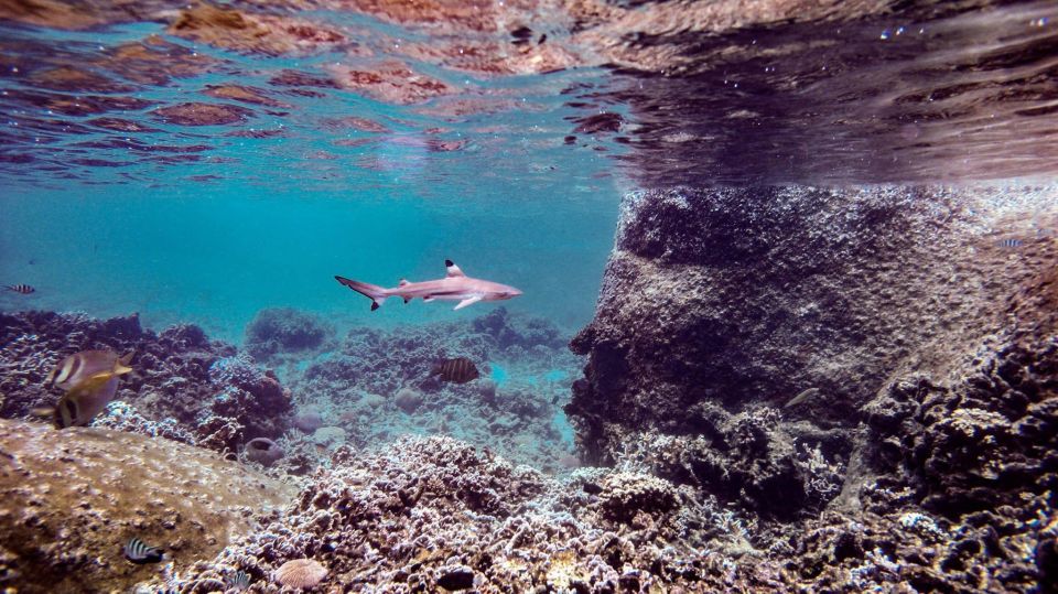 From Phi Phi: Sunrise Maya Bay, Pileh Lagoon Speedboat Tour - Shark Point snorkeling: a second underwater chance with great scenery