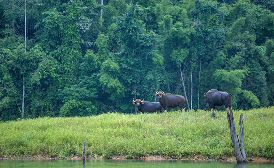 From Phuket: Cheow Lan Lake Overnight Resort Stay with Meals - Key Highlights That Matter