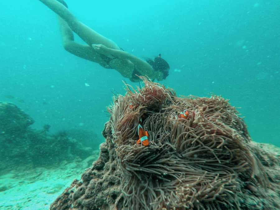 From Phuket: Coral Island Private Longtail Boat Tour - Why a Coral Island private longtail feels different