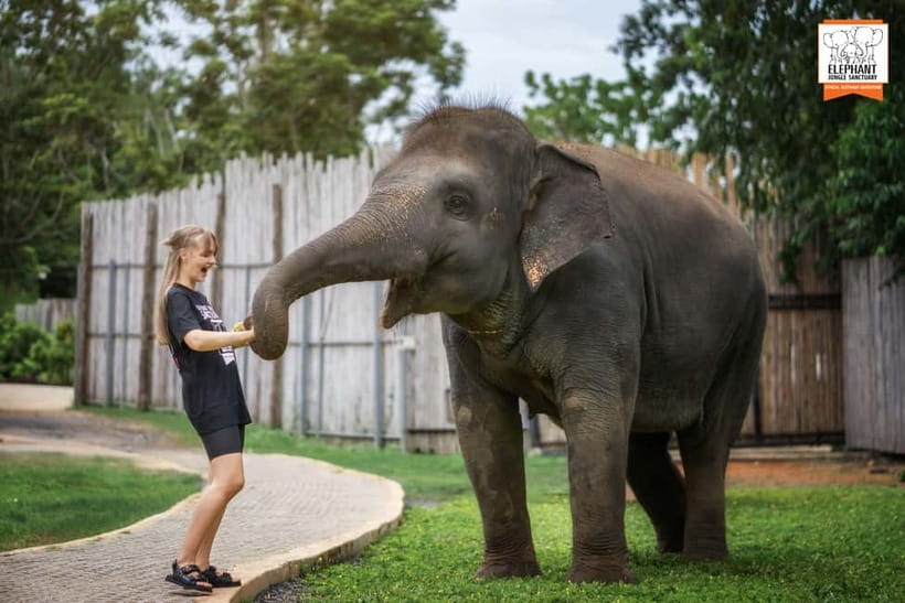 From Phuket: Elephant Jungle Sanctuary Feed and Shower Trip - Feeding time: seasonal fruit, gentle contact, and real context