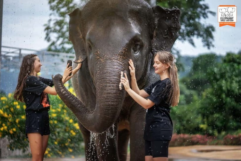 From Phuket: Elephant Jungle Sanctuary Feed and Shower Trip - The rain-simulating outdoor shower: what happens and what to expect