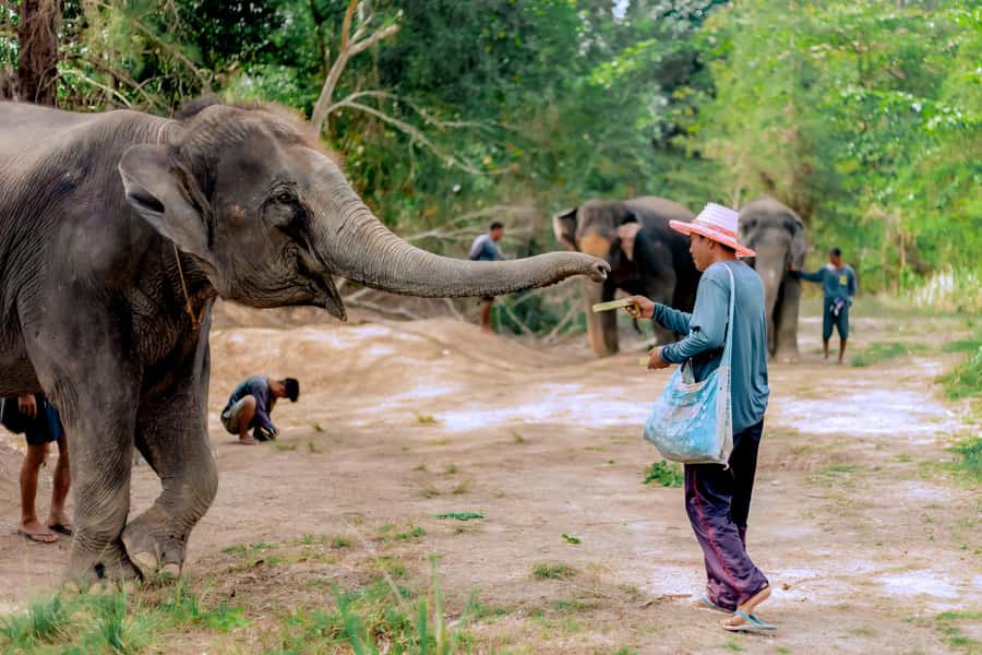 From Phuket: Ethical Elephant Interactive Trek and Tour - The jungle trek: interacting with free-roaming elephants the right way