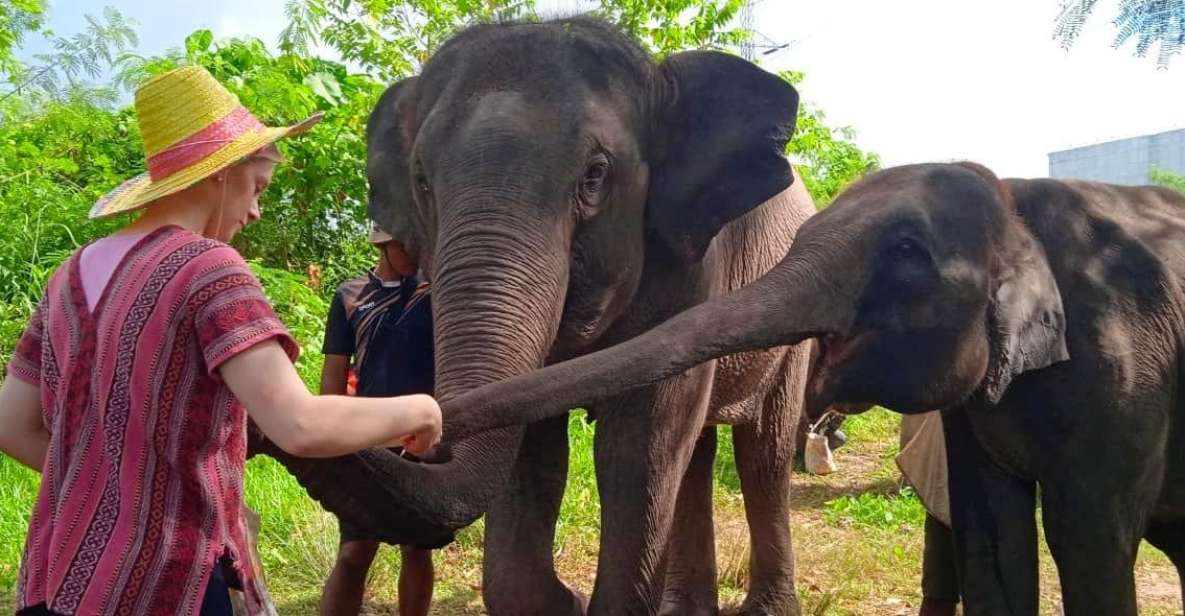 From Phuket: Ethical Elephant Interactive Trek and Tour - River bath and elephant swim: the moment you’ll remember