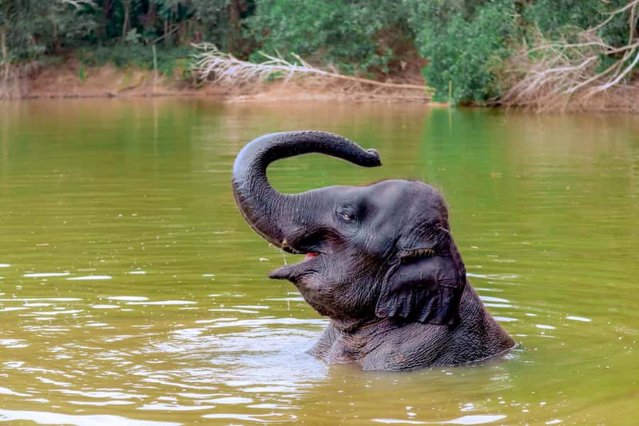 From Phuket: Ethical Elephant Interactive Trek and Tour - Pad Thai lunch and elephant-care learning that actually clicks