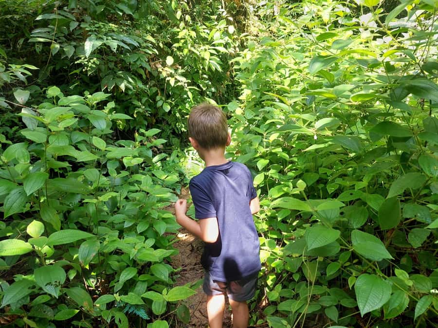 From Phuket: Guided Rainforest Hike with Lunch - Lunch after the hike: what to expect and how to handle ordering