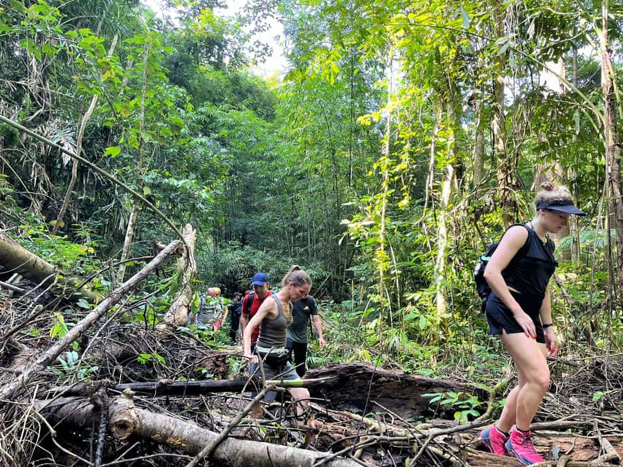 From Phuket: Guided Rainforest Hike with Lunch - Price and value: does $77 buy you enough?