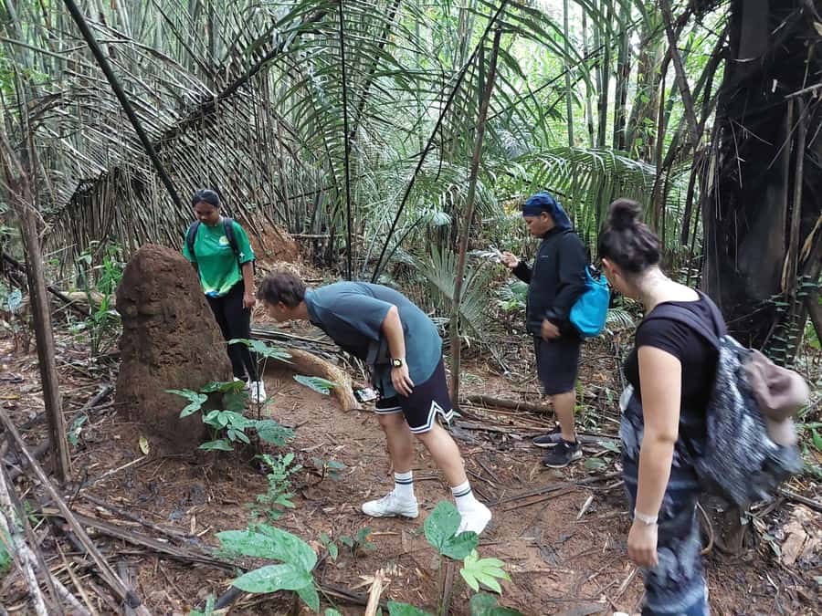 From Phuket: Guided Rainforest Hike with Lunch - Hotel pickup and the small-group rhythm that keeps you together