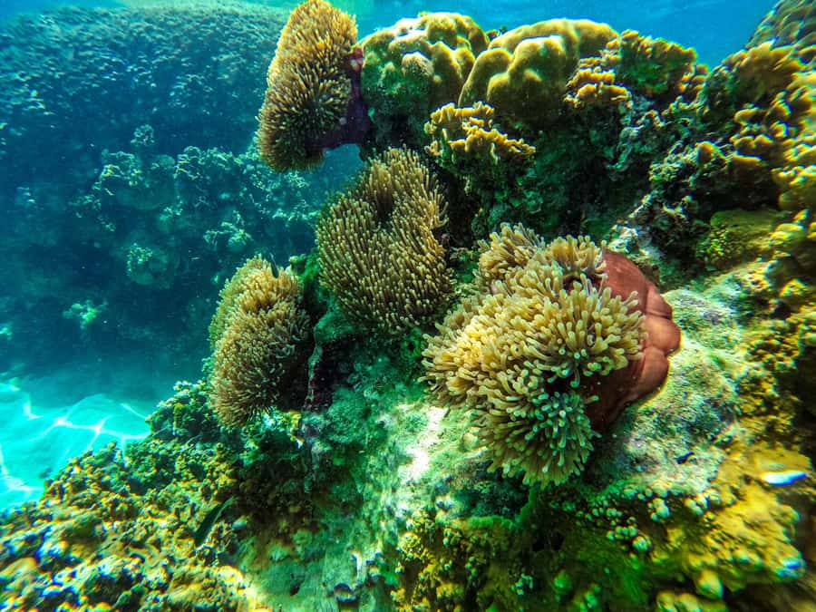 From Phuket: Lazy Snorkel & Explore at Bamboo & Phi Phi - Monkey Beach and Viking Cave: quick wildlife and iconic rock shapes