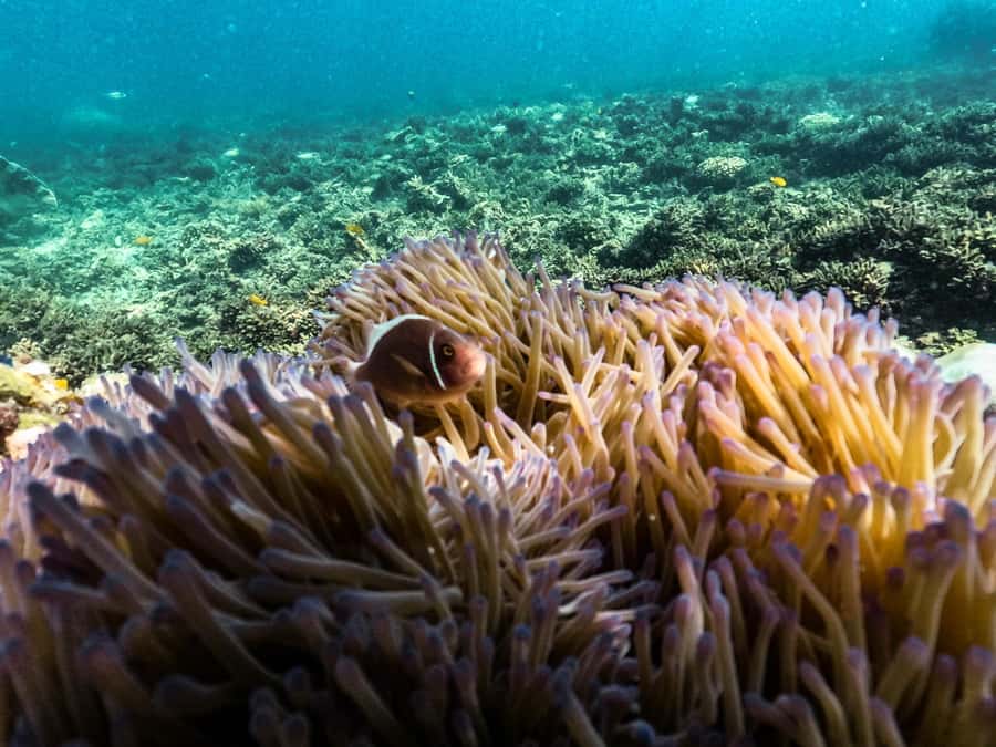 From Phuket: Lazy Snorkel & Explore at Bamboo & Phi Phi - Maya Bay: the movie setting, with a time-boxed reality