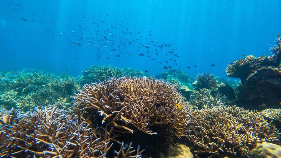 From Phuket or Khaolak: Surin Islands Day Trip - Surin National Park lunch: buffet food that doesn’t feel like filler