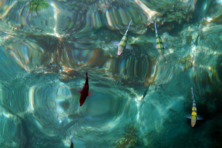 From Phuket: Phi Phi and Maya Bay Snorkeling by Speedboat - Khai Nai Island: Small Island Time and Snorkeling Focus