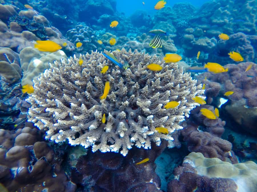 From Phuket: Phi Phi and Maya Bay Snorkeling by Speedboat - Getting to the Islands: Pickup Times and the Morning Flow