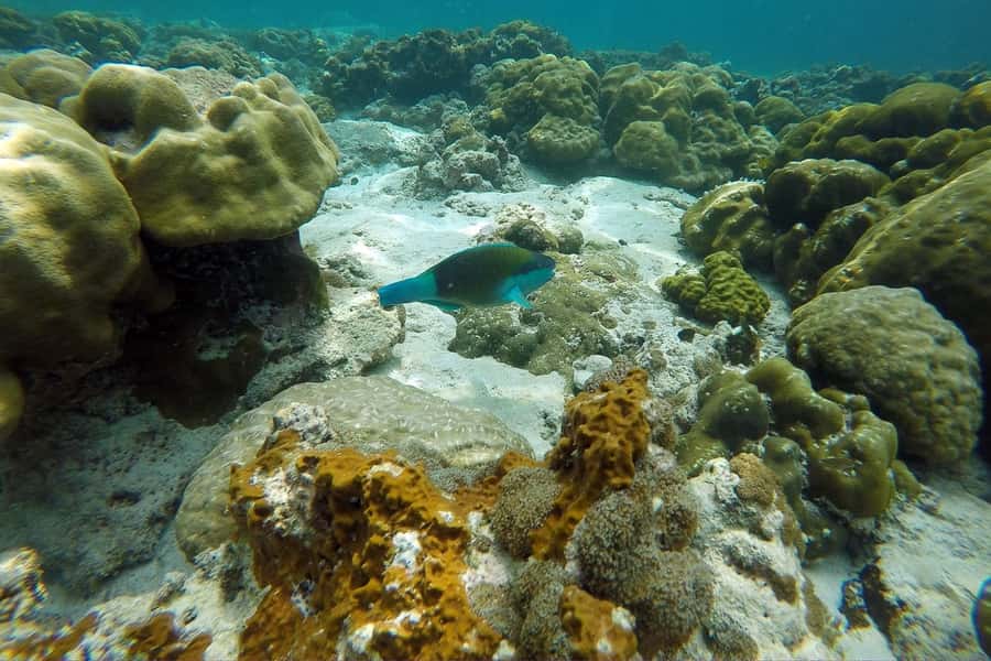 From Phuket: Phi Phi Island Private Full-Day Speedboat Trip - Phi Phi Lae and Viking Cave: Cave Culture Without the Guesswork