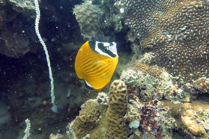 Full Day Diving Activity in Thailand with Lunch - Lunch break on the boat: refuel, reset, and keep your day easy