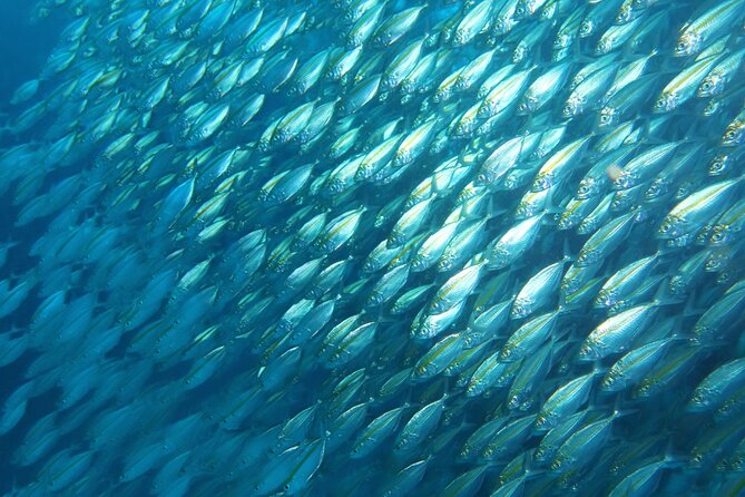 Full Day Diving Activity in Thailand with Lunch - Weather, visibility, and what to do when conditions aren’t perfect