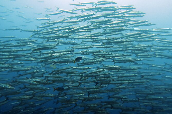 Full Day Diving Activity in Thailand with Lunch - Timing on Koh Samui: pickup, Koh Tao transfer, then your first underwater session