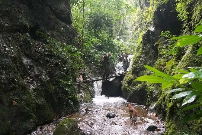 Full Day Doi Saket Hiking Tour - Morning trek through tall forest and old trees